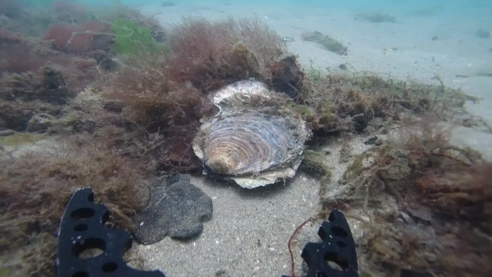 Vue sous-marine d'une grande coquille d'huître posée sur le fond sableux de l'océan, entourée d'algues et de plantes marines, avec les extrémités des palmes de plongeurs visibles au bas de l'image.
